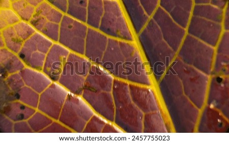 The image is a close-up shot of a leaf, focusing on its details. It is likely a picture taken in autumn, showcasing the beauty of nature during the fall season.
