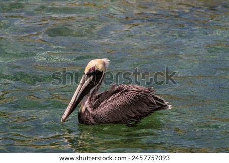 Brown Pelican (Pelecanus occidentalis) in the water