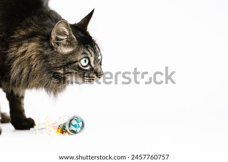 Horizontal photo a tabby cat with vibrant green eyes, attentively stalking a colorful toy, showcased in a playful moment against a bright white background. Animals concept. Royalty-Free Stock Photo #2457760757