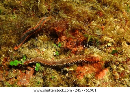 Scuba diving in the ocean, animal macro photography. Pair of poisonous red spiny fireworms (family Amphinomidae) on the seabed. Marine life, travel picture. Wildlife in the deep ocean.