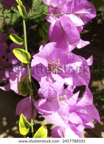 Paper flowers have flowers that are in clusters and grow from colored leaves referred to as "bracts". These bracts come in various colors such as pink, purple, white, orange, yellow, and red. Royalty-Free Stock Photo #2457788101