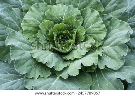 One white cabbage grow, top view. Background from one green cabbage leaves for publication, poster, calendar, post, screensaver, wallpaper, cover, website. High quality photography