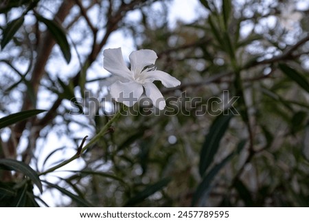Oleandr tree background with one white flower, close-up. Blooming oleander for publication, poster, calendar, post, screensaver, wallpaper, cover, website. High quality photography