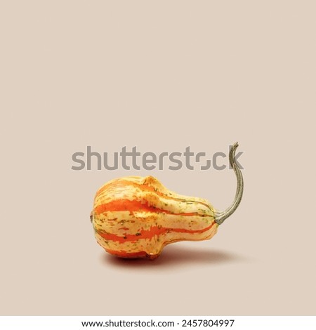 Decorative pumpkin lie on beige background, copy space. Minimal style modern still life, autumn or fall season holiday or harvest concept. Mini gourd or squash, simplicity naturalistic autumnal plant