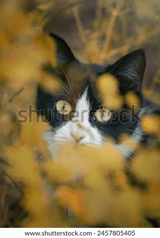 Photo of a cat sitting in ambush