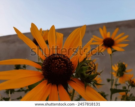 Sunflowers are aesthetics that deserve more attention. Even without any editing these pictures turned out so pretty. Sunflower in sun and sunset are the main aesthetics to me here.