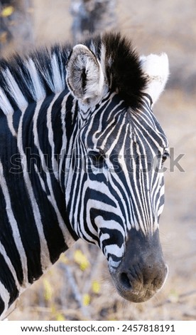 Zebra, Botswana, Spotted Zebra Safari, Africa, Safari, wildlife photography