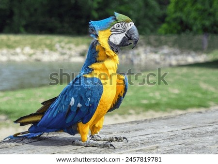 Photo of a Beautiful Macaw Full Body