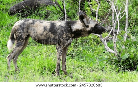 African wild dog, Africa, safari, wildlife photography, Spotted Zebra Safari, Kruger National Park