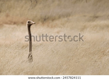 Safari, Botswana, ostrich, Spotted Zebra Safari, Africa, safari, wildlife photography