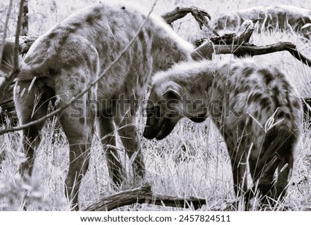 Safari, Botswana, Spotted Zebra Safari, Africa, safari, wildlife photography, hyena