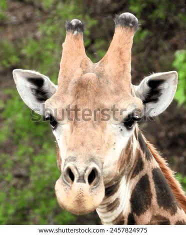Safari, Botswana, Spotted Zebra Safari, Africa, safari, wildlife photography, giraffe, river, bush