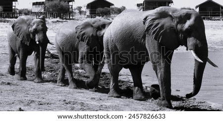 Wildlife photography, Botswana, safari, Spotted Zebra Safari, elephant