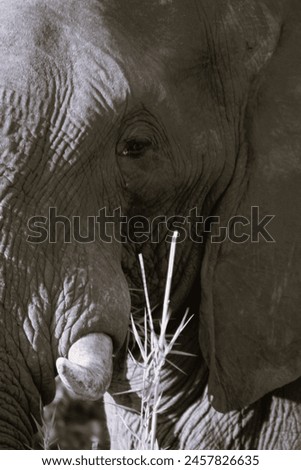 Wildlife photography, Botswana, safari, Spotted Zebra Safari, elephant