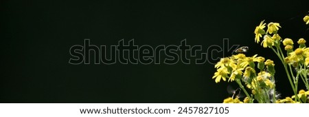 Yellow flowers against a dark background pattern as a banner for Valentine's Day