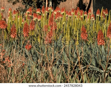 Aloe, wild flower, wildlife photography, Spotted Zebra Safari, South Africa, garden, winter, bee, orange