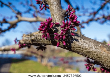 Blossoming Beauty: A vibrant Eastern Redbud (Cercis canadensis) bathes in warm sunlight, its delicate purple flowers aglow.