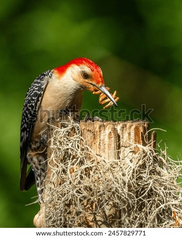 Red-bellied Woodpecker eating meal worms Royalty-Free Stock Photo #2457829771