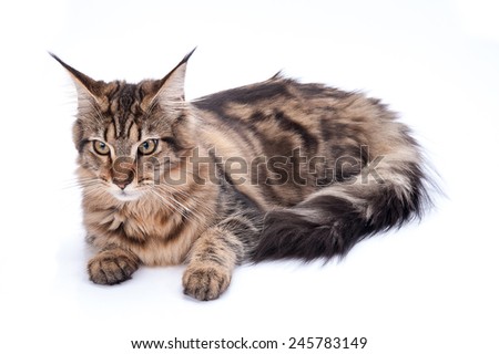 Maine coon cat, sitting and facing, isolated on white
