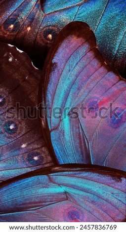 Wings of a butterfly Morpho on black. Morpho butterfly background. Pattern of tropical butterfly wings