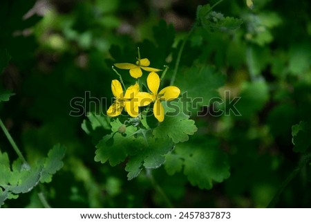 Yellow celandine flower on a dark green background with bokeh effect. Medicinal plant. Perennial.