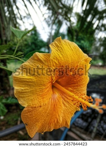 Hibiscus is a genus of flowering plants in the mallow family, Malvaceae. The genus is quite large, comprising several hundred species that are native to warm temperate.