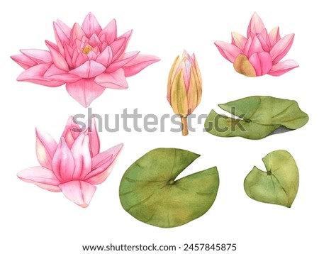 Pink Lotus. Watercolor botanical Illustration. Big Set Flowers Hand Drawn clip art tropical Buds Water Lily and green Leaves on isolated background.