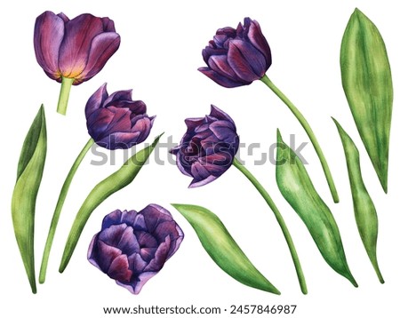 Watercolor collection of purple tulips. Spring violet flowers illustration isolated on white background. Floral set for your design. Drawing for logo, stickers, invitation, print, scrapbooking, card.