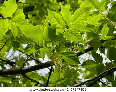 Acer negundo Flamingo, maple. Fresh leaves of ash tree in spring.  Ash-leaved maple Acer negundo flowers in early spring, sunny day and natural environment, blurred background. Royalty-Free Stock Photo #2457847301