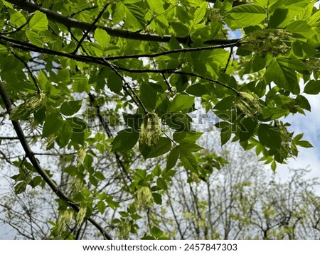 Acer negundo Flamingo, maple. Fresh leaves of ash tree in spring.  Ash-leaved maple Acer negundo flowers in early spring, sunny day and natural environment, blurred background. Royalty-Free Stock Photo #2457847303