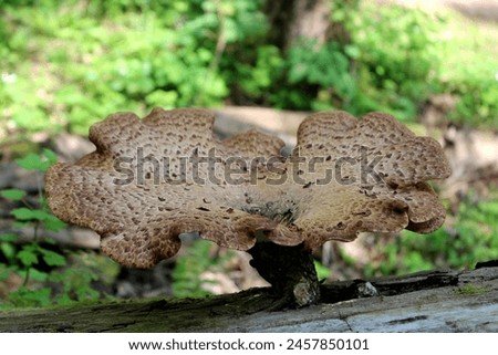 Full grown Wild Mushroom seen in a country park. Royalty-Free Stock Photo #2457850101
