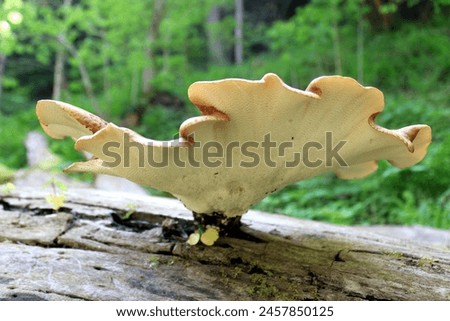 Full grown Wild Mushroom seen in a country park. Royalty-Free Stock Photo #2457850125
