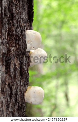 Full grown Wild Mushroom seen in a country park. Royalty-Free Stock Photo #2457850259