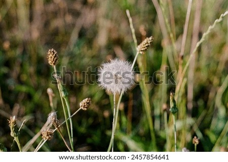 Dandelion in a green field Royalty-Free Stock Photo #2457854641