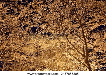 Illuminated cherry blossoms at night
