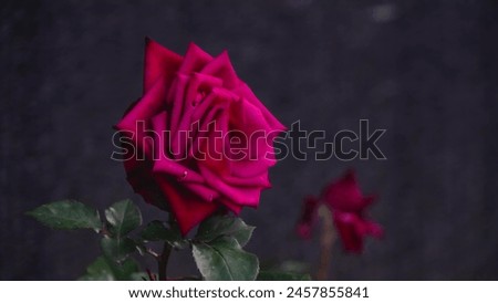 Roses - 008 - Flowers Bloom Blossom Bouquet Petals Nature Batanica Garden Beautiful Background Picture Image