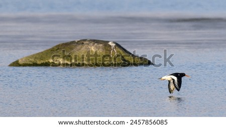 A lonely seabird flying passed a big rock in the ocean Royalty-Free Stock Photo #2457856085