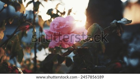 Roses - 009 - The rose is the captivating secret of the garden; in its skillful beauty lies endless magic, enlivening gray everyday life with its splendor.

Garden Beautiful Background Picture Image