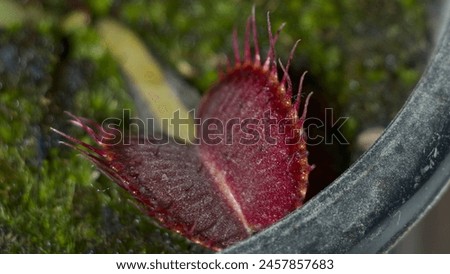 Venus flytrap Dionaea muscipula planted in a pot with its red traps open along with more mouths and with peat moss with more and with suckers emerging from the mother plant