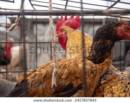 Farmer's market. Sale of live birds. Roosters and hens in a cage. Sale of animals for meat and breeding