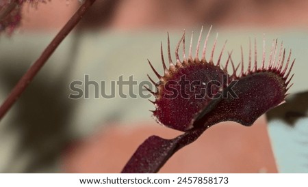 Venus flytrap Dionaea muscipula planted in a pot with its red traps open along with more mouths and with peat moss with more and with suckers emerging from the mother plant