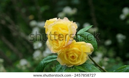 Roses - 014 - Batanica Garden Beautiful Background Picture Image.

Flowers Bloom Blossom Bouquet Petals Nature
