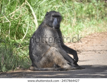 African baboon at Kruger National Park