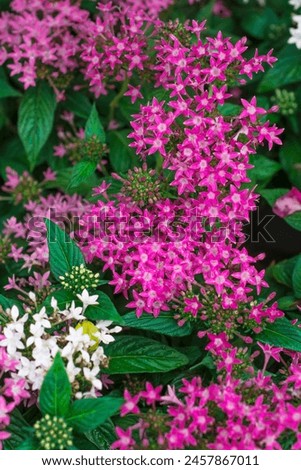 pentax lanceolata plant, with pink flower Royalty-Free Stock Photo #2457867011