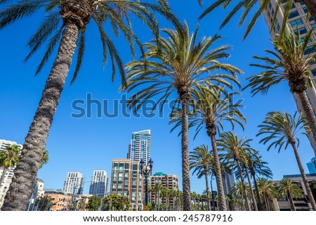 Palm tree and San Diego city