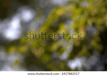 Green texture background, blurred photo and bokeh under the trees, healthy fresh nature.