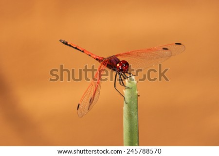 Red dragonfly.