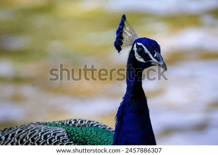 Peacock , wildlife, photography, nature, forest, zoo