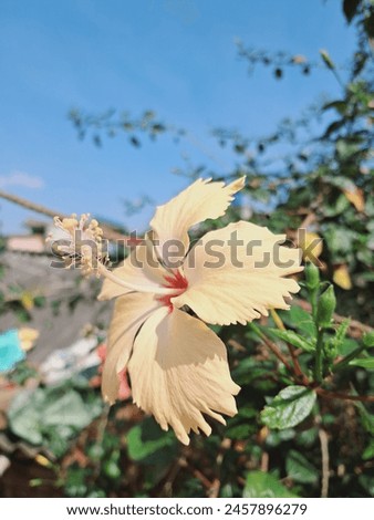 Hibiscus flower picture taken from macro lense 