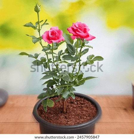 2 Best Flowers Gift Purpose Royalty, Free Photo Stock Images